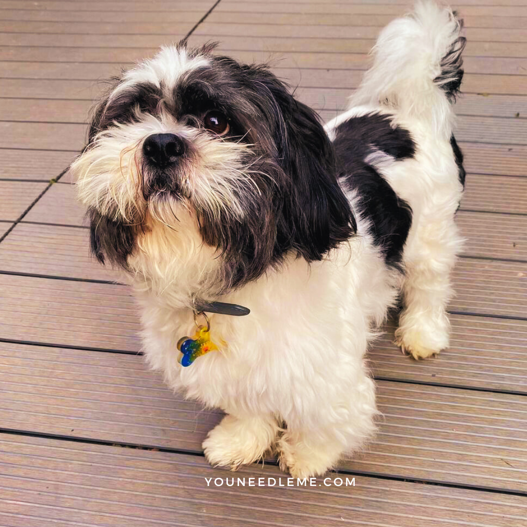 Commande personnalisée "Aurore - Lhassa Apso"