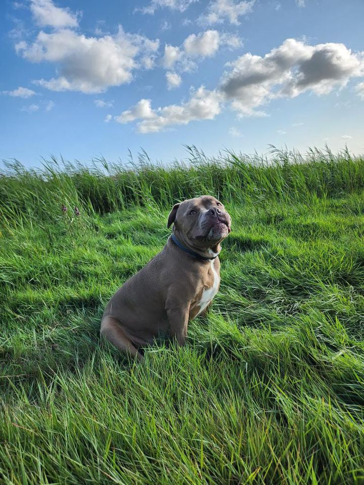 Commande personnalisée « Marine - chiens déguisés 🐶 »