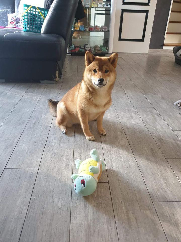 Commande personnalisée « Marine - chiens déguisés 🐶 »