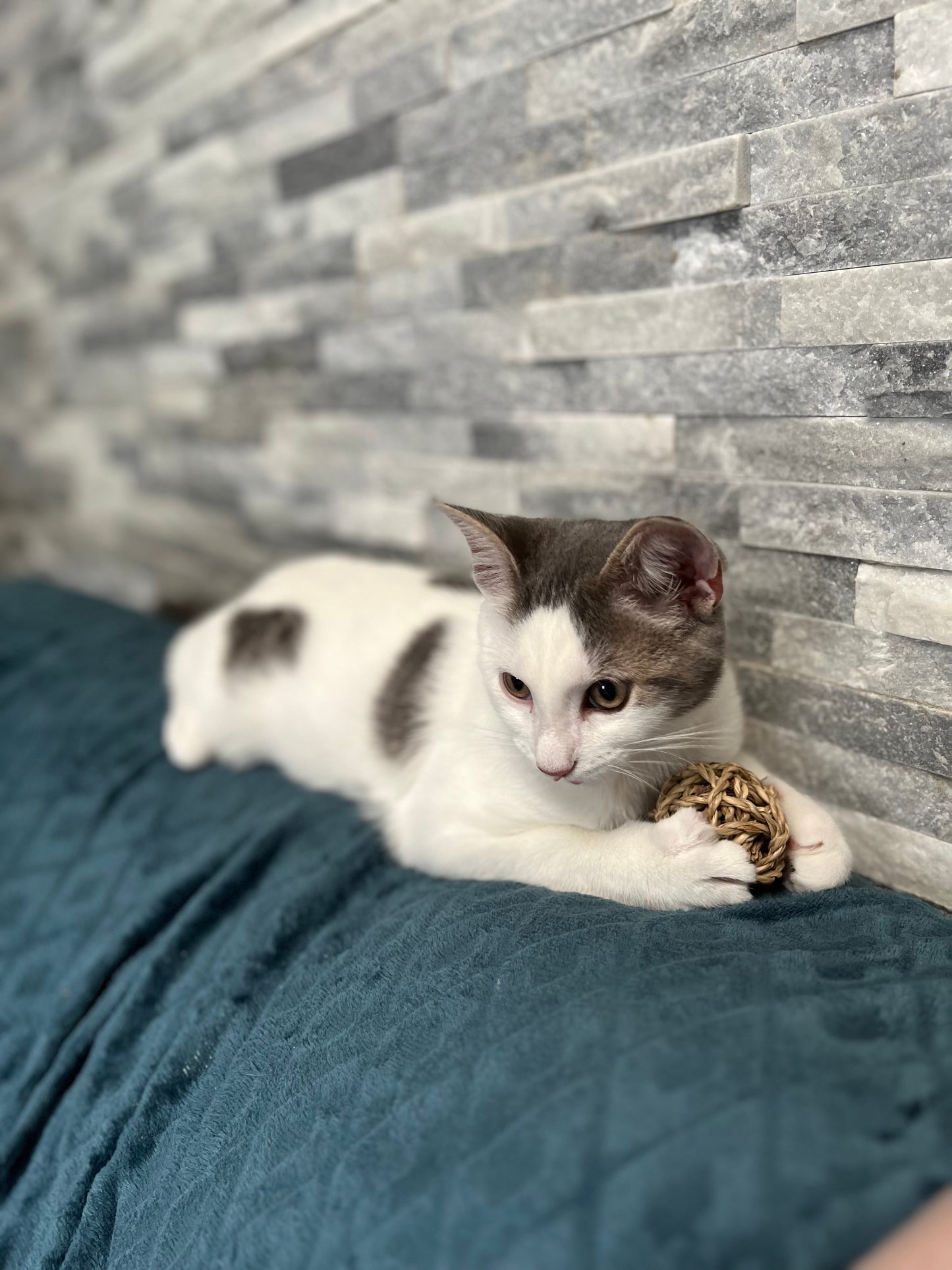 Commande personnalisée « Floriane - chaton 🥹 »