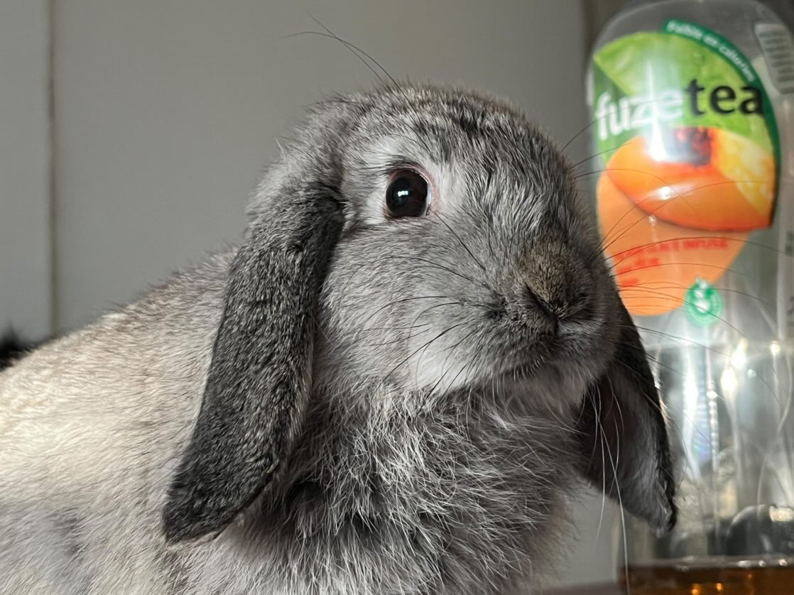 Commande personnalisée « Sacha - Lapin bélier 🐇 »