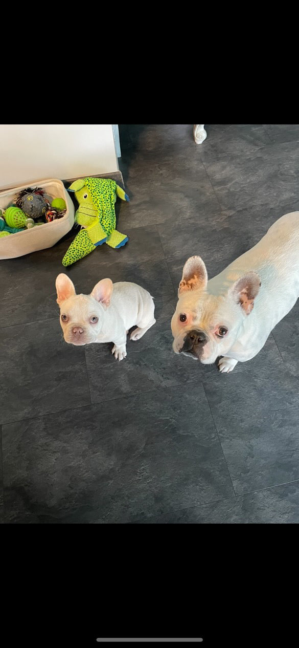 Commande personnalisée « bouledogue français 🐶 »