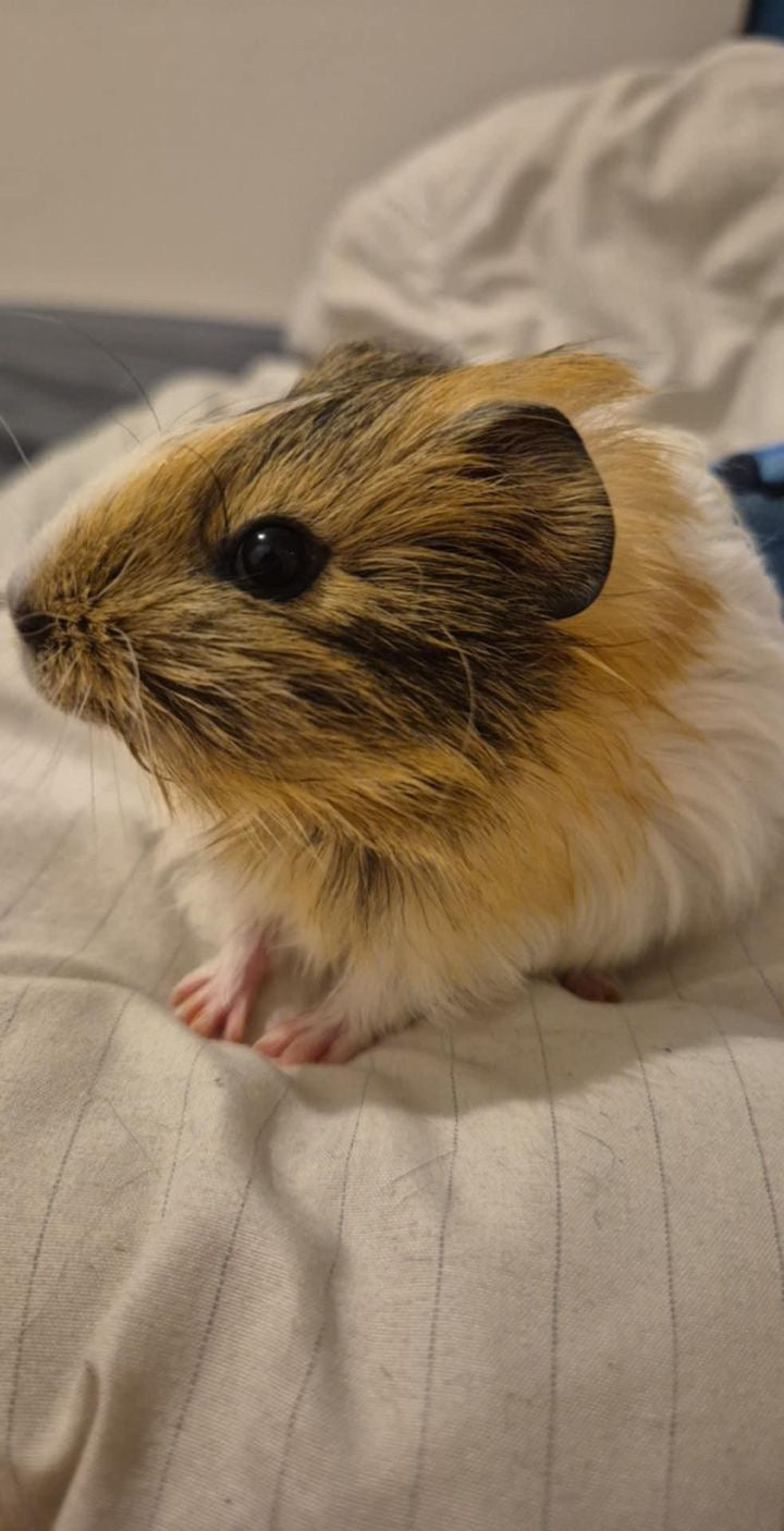 Commande personnalisée « Coralie - cochon d’Inde 🐹 »
