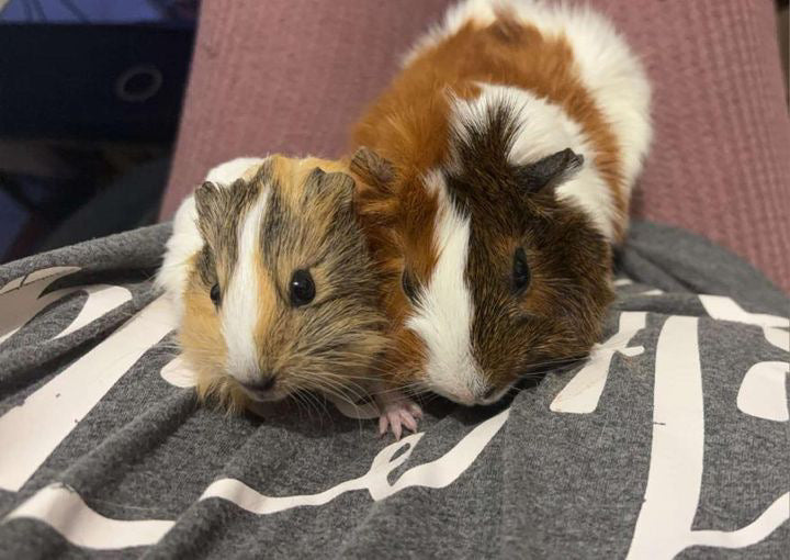 Commande personnalisée « Coralie - cochon d’Inde 🐹 »