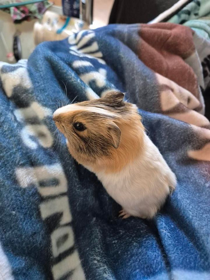 Commande personnalisée « Coralie - cochon d’Inde 🐹 »