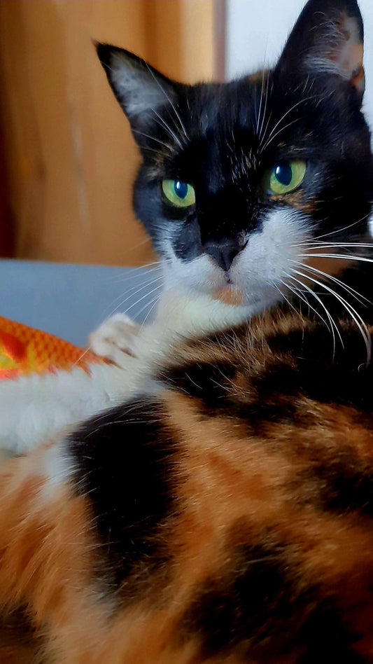 Commande personnalisée « Aori - chat 🐱😇 »