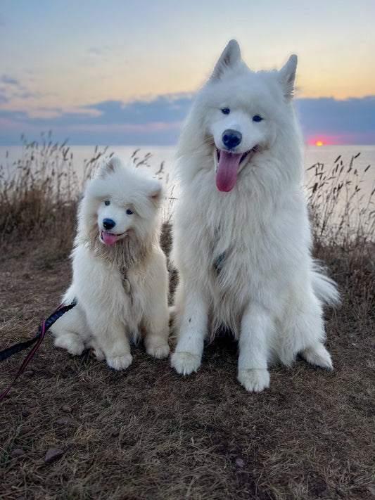Commande personnalisée « Murielle - Samoyède 🐶 »