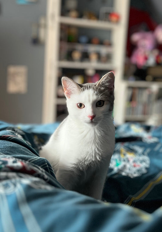 Commande personnalisée « Floriane - chaton 🥹 »