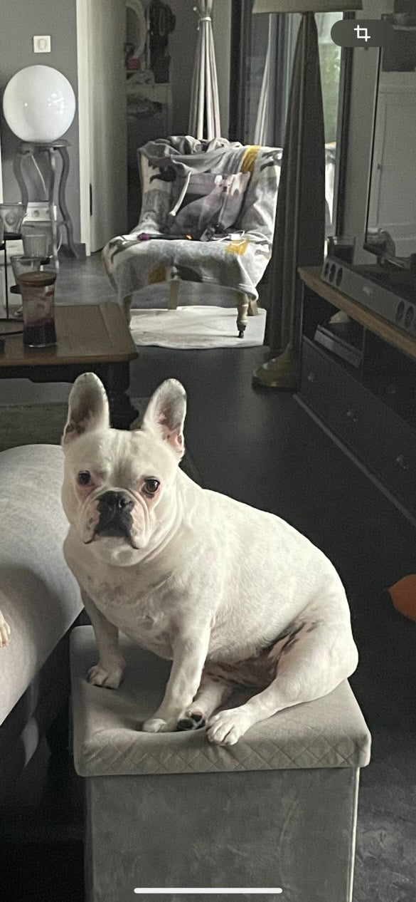 Commande personnalisée « bouledogue français 🐶 »