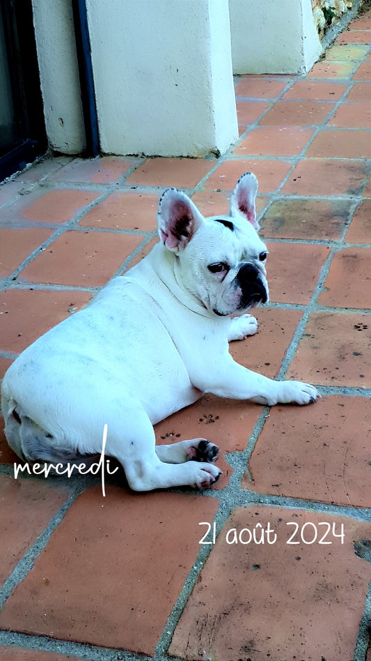 Commande personnalisée « bouledogue »