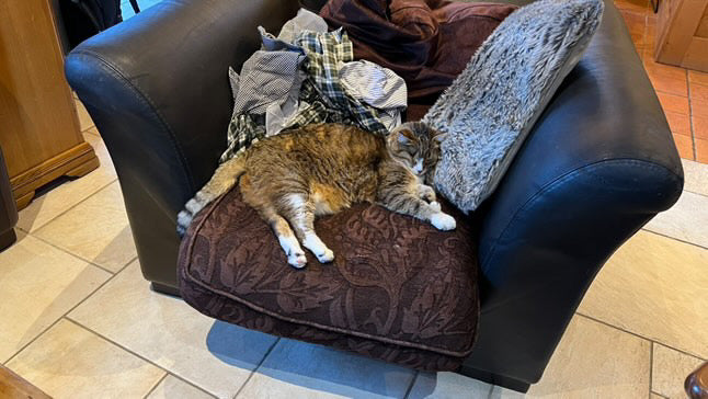 Commande personnalisée « 2 chats 🐈‍⬛ 🐈 »