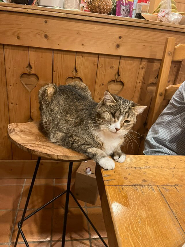 Commande personnalisée « 2 chats 🐈‍⬛ 🐈 »