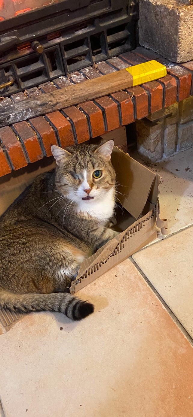 Commande personnalisée « 2 chats 🐈‍⬛ 🐈 »